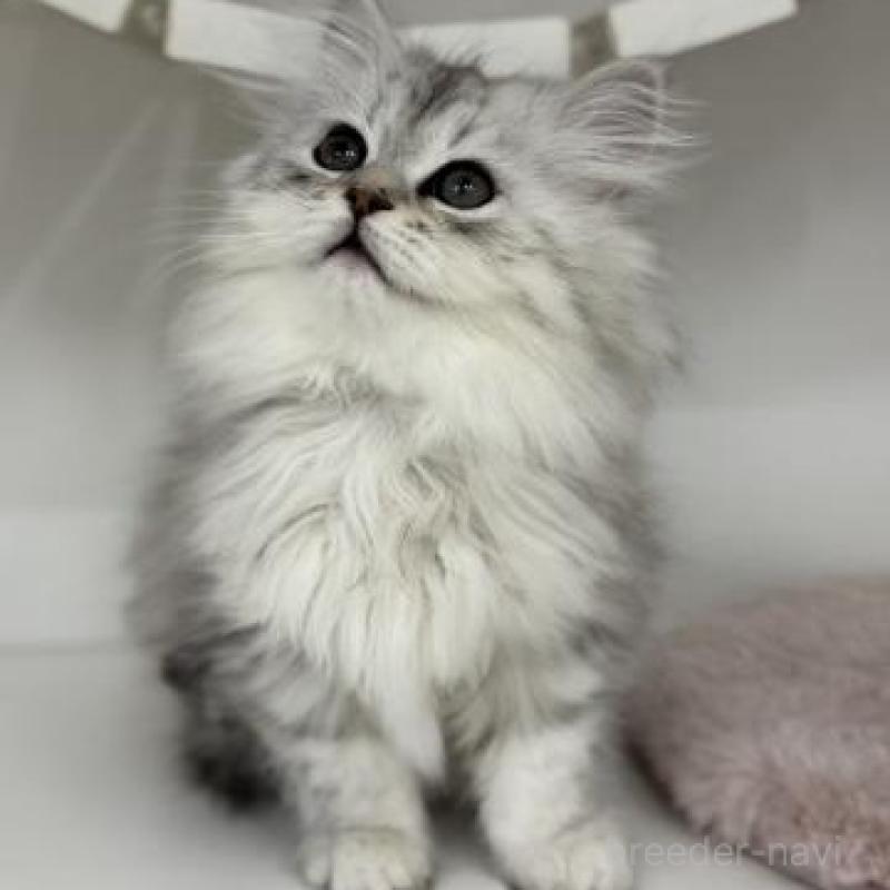 販売中の神奈川県のサイベリアン-135617の1枚目