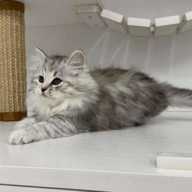 販売中の神奈川県のサイベリアン-135618の6枚目