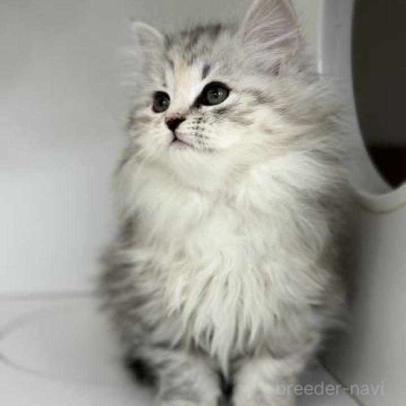 販売中の神奈川県のサイベリアン-135618の5枚目