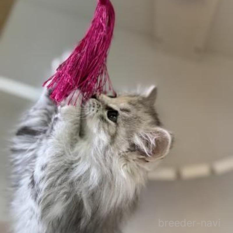 販売中の神奈川県のサイベリアン-135618の4枚目