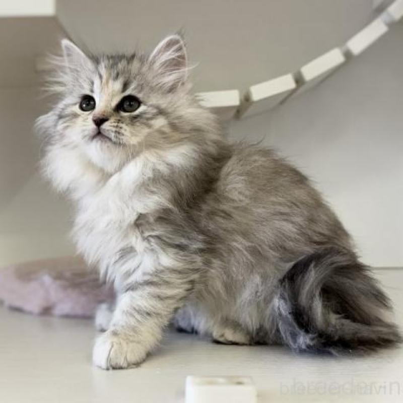 販売中の神奈川県のサイベリアン-135618の3枚目