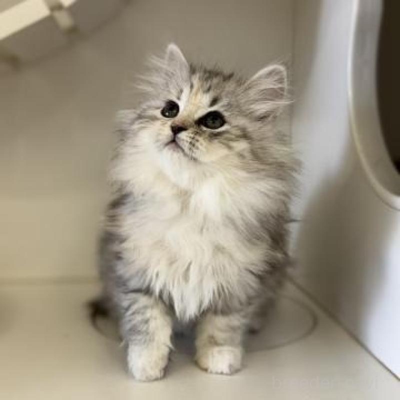 販売中の神奈川県のサイベリアン-135618の2枚目