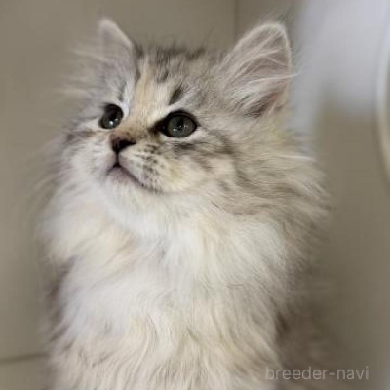 販売中の神奈川県のサイベリアン-135618の1枚目