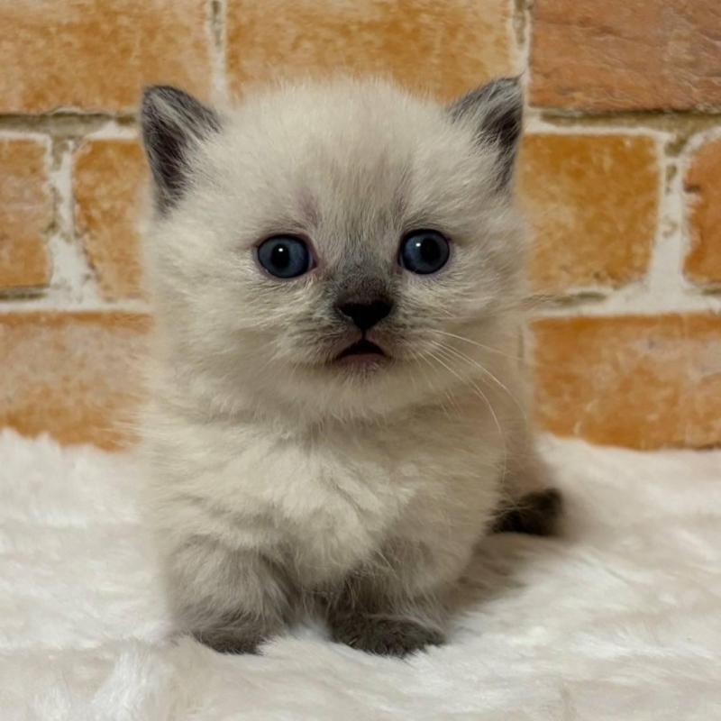 販売中の愛知県のマンチカン(短足)-135619の1枚目