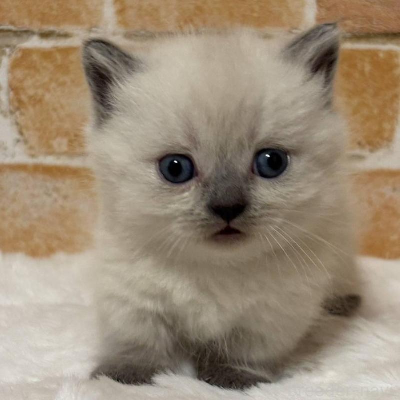 販売中の愛知県のマンチカン(短足)-135619の2枚目