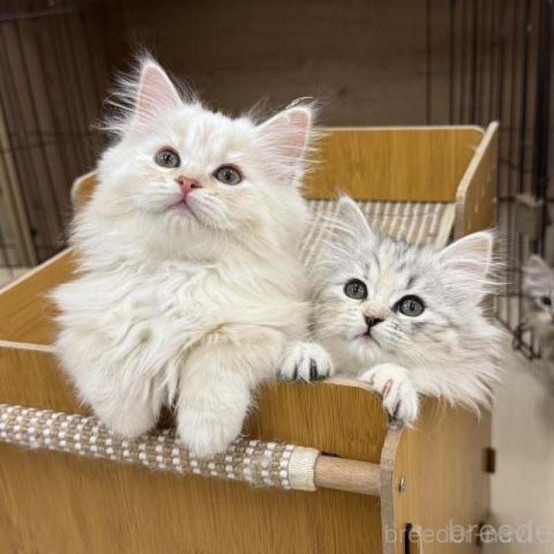 販売中の神奈川県のサイベリアン-135620の6枚目