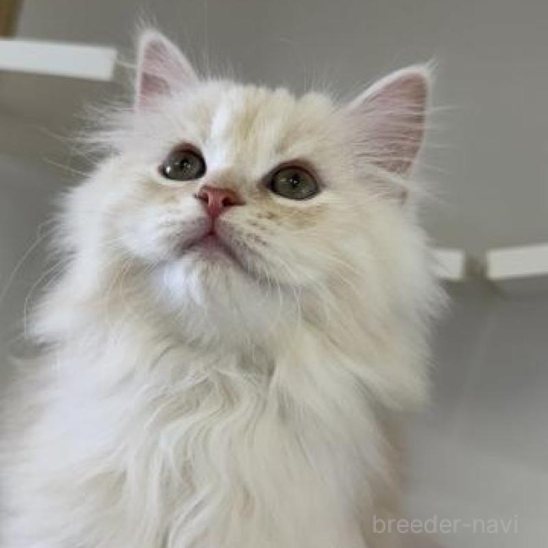 販売中の神奈川県のサイベリアン-135620の5枚目