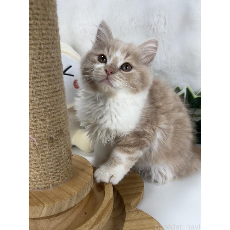 販売中の大阪府のマンチカン-135621の6枚目