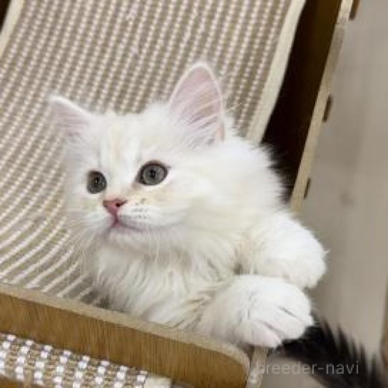 販売中の神奈川県のサイベリアン-135620の4枚目