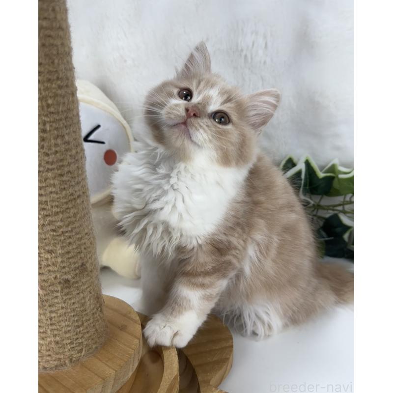 販売中の大阪府のマンチカン-135621の5枚目