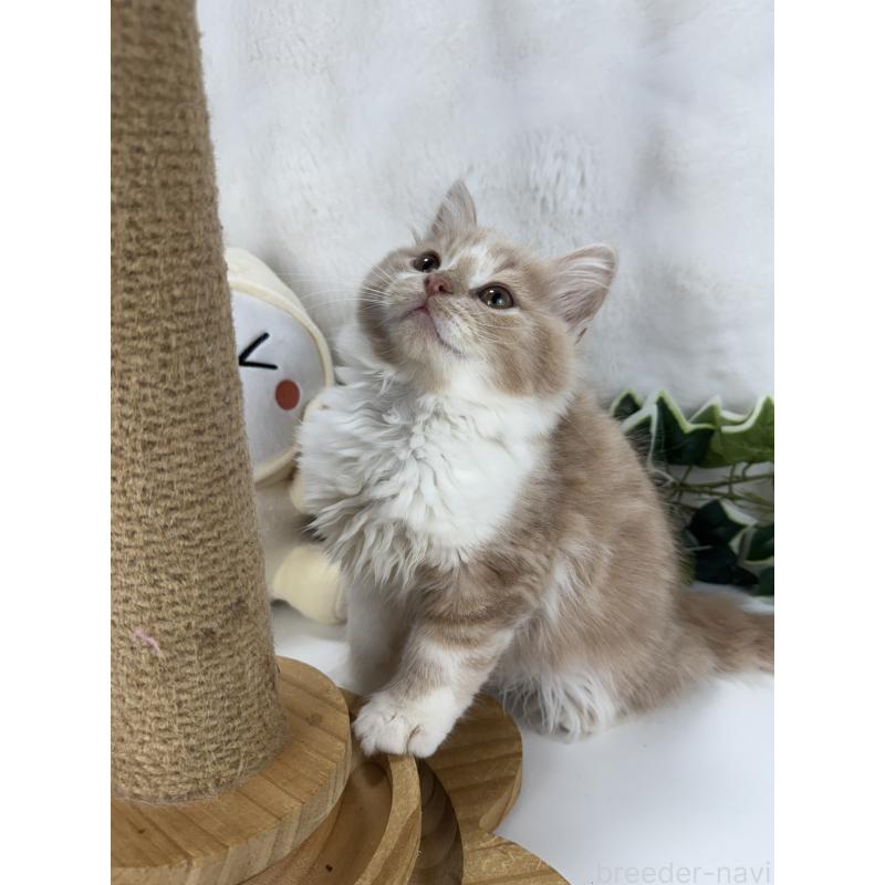 販売中の大阪府のマンチカン-135621の4枚目