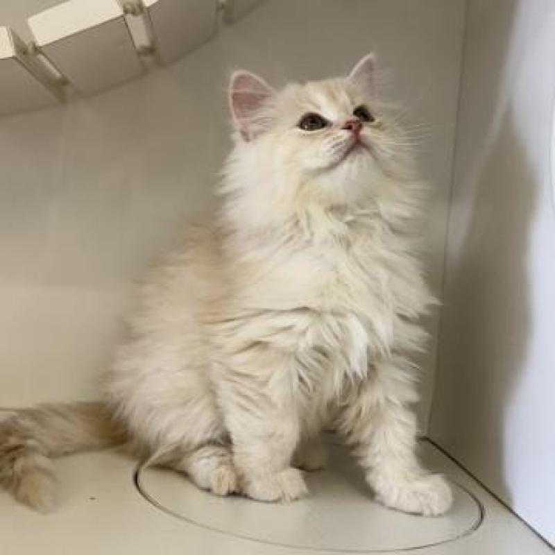 販売中の神奈川県のサイベリアン-135620の3枚目