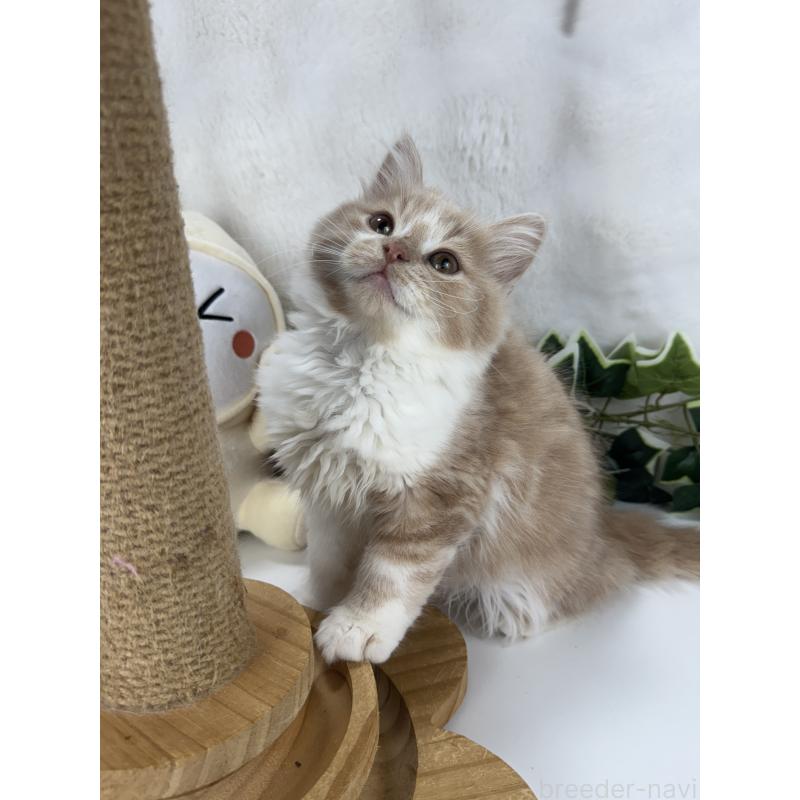 販売中の大阪府のマンチカン-135621の3枚目