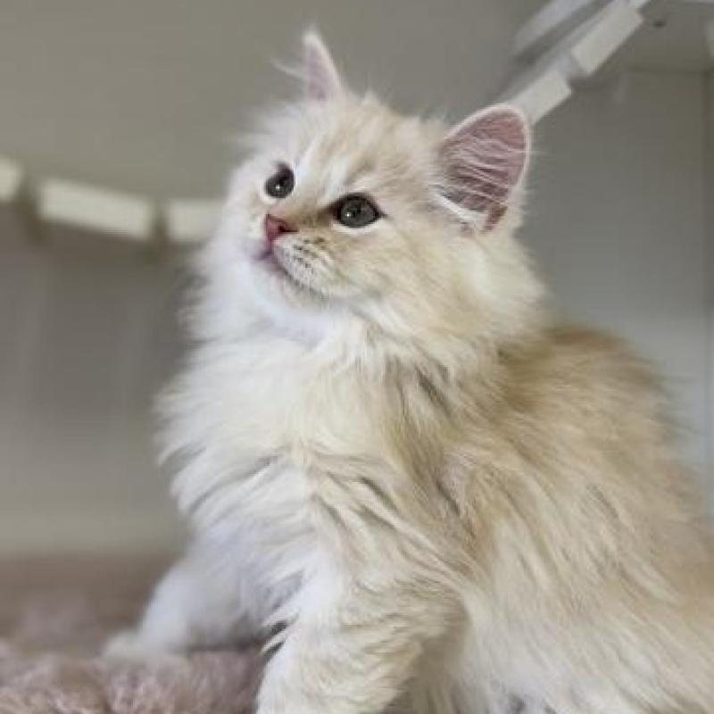 販売中の神奈川県のサイベリアン-135620の2枚目