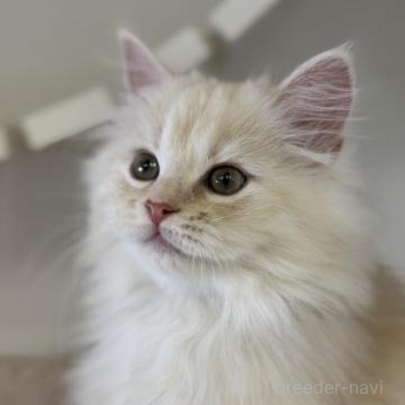 販売中の神奈川県のサイベリアン-135620の1枚目