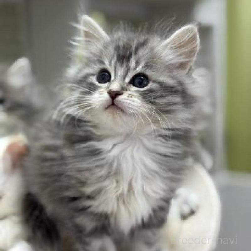 販売中の神奈川県のサイベリアン-135622の1枚目