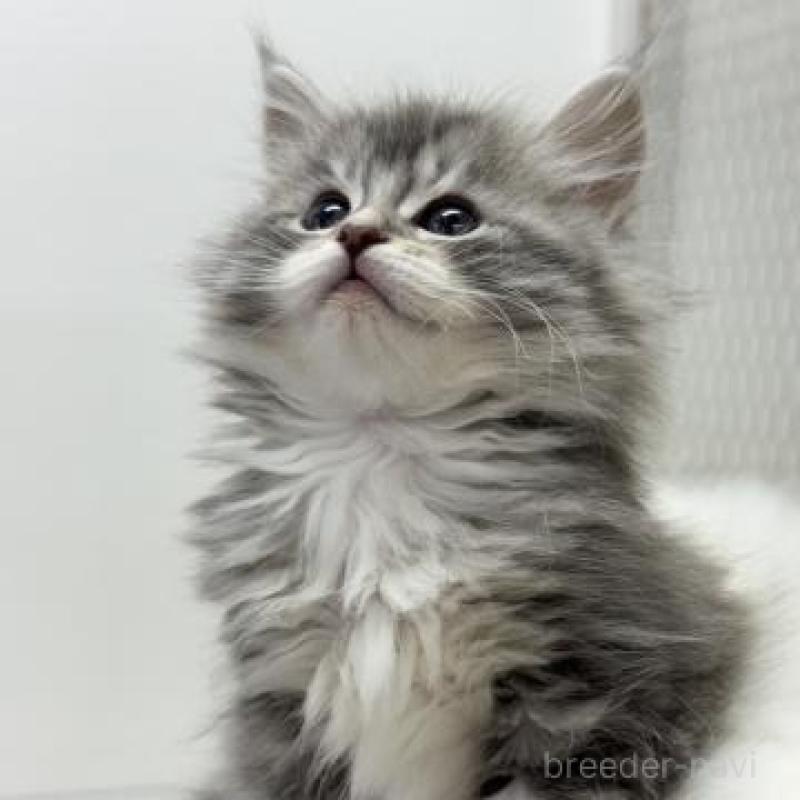 販売中の神奈川県のサイベリアン-135622の6枚目