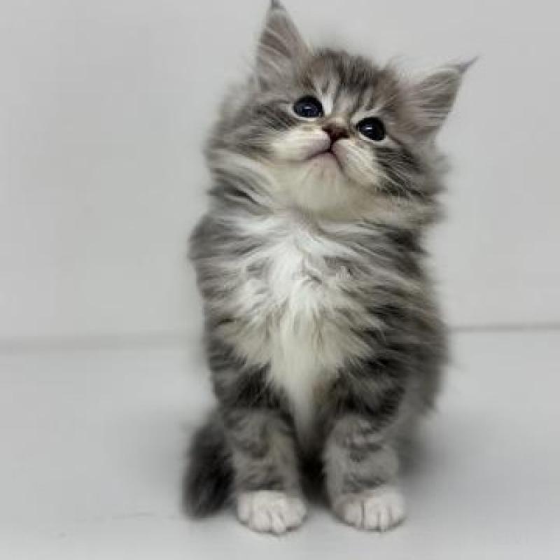 販売中の神奈川県のサイベリアン-135622の5枚目