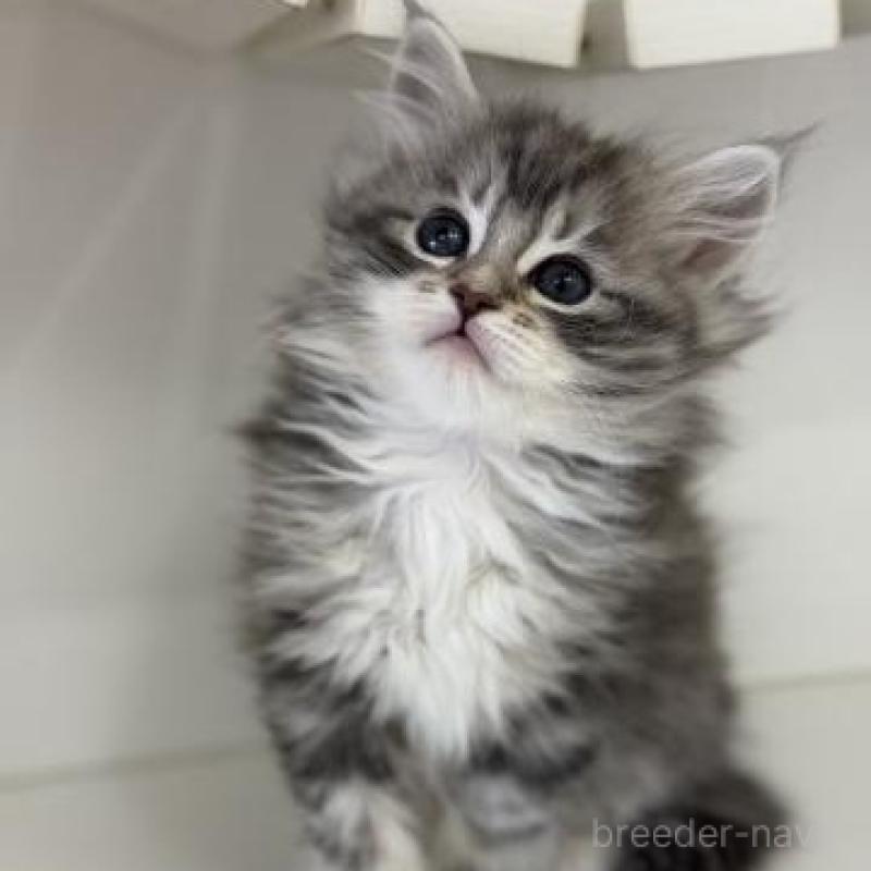 販売中の神奈川県のサイベリアン-135622の4枚目