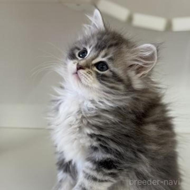 販売中の神奈川県のサイベリアン-135622の3枚目