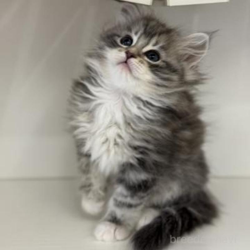 販売中の神奈川県のサイベリアン-135622の2枚目