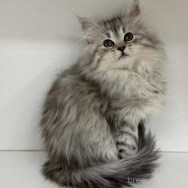 販売中の神奈川県のサイベリアン-135623の6枚目