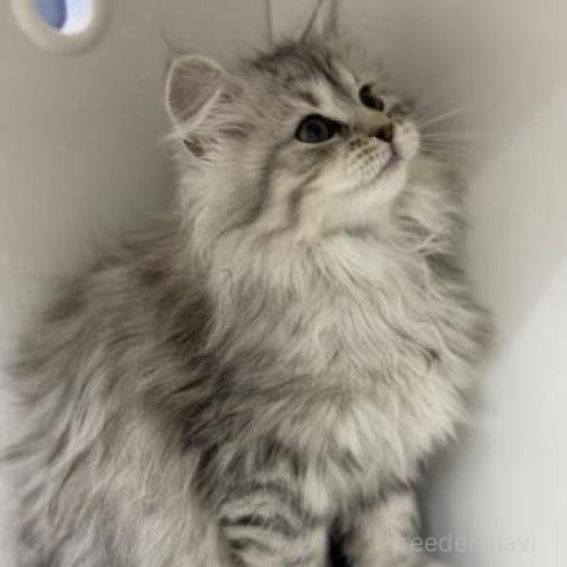 販売中の神奈川県のサイベリアン-135623の5枚目