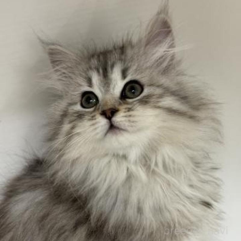 販売中の神奈川県のサイベリアン-135623