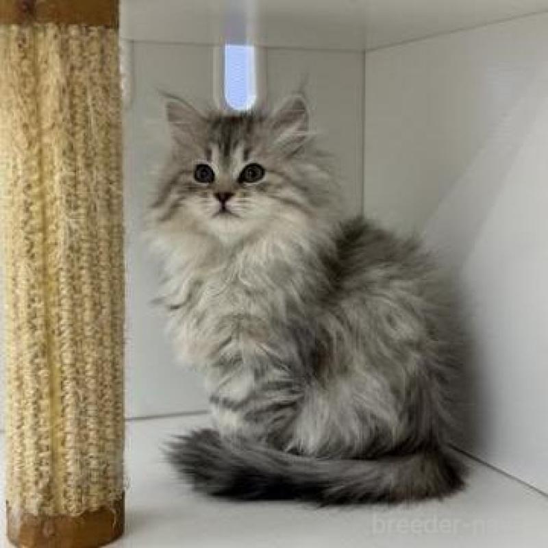 販売中の神奈川県のサイベリアン-135623の3枚目