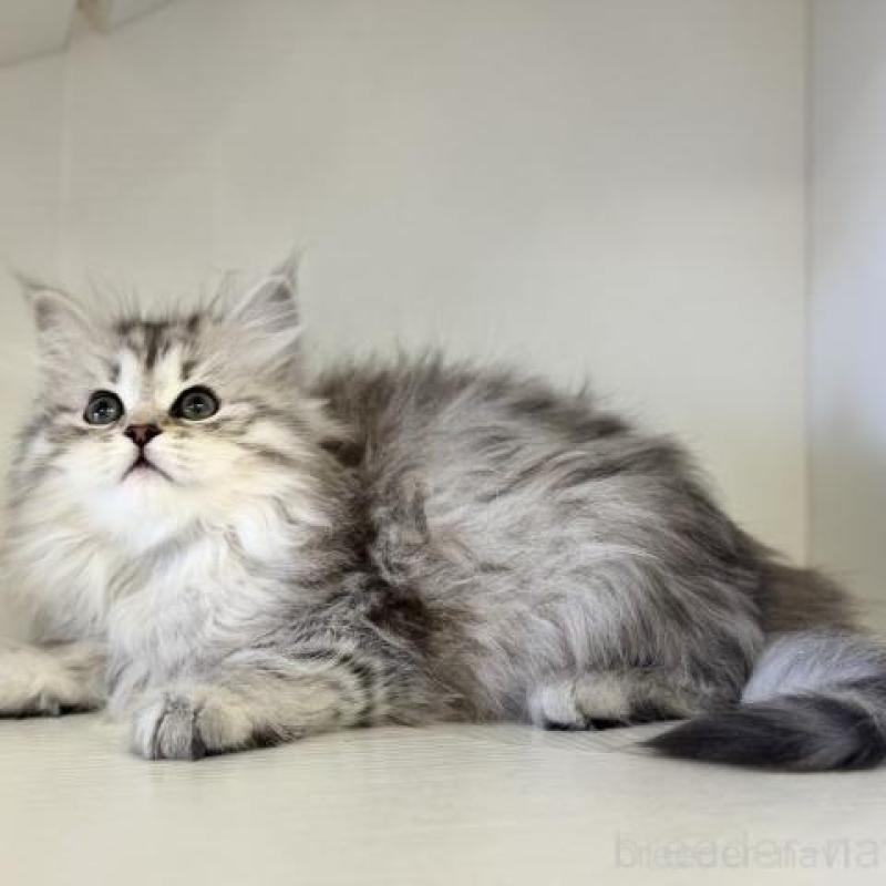 販売中の神奈川県のサイベリアン-135623の2枚目