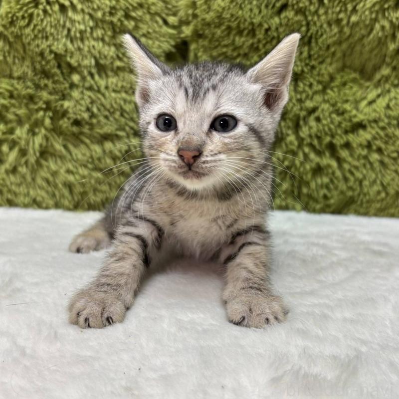 販売中の愛知県のベンガル-135624の2枚目