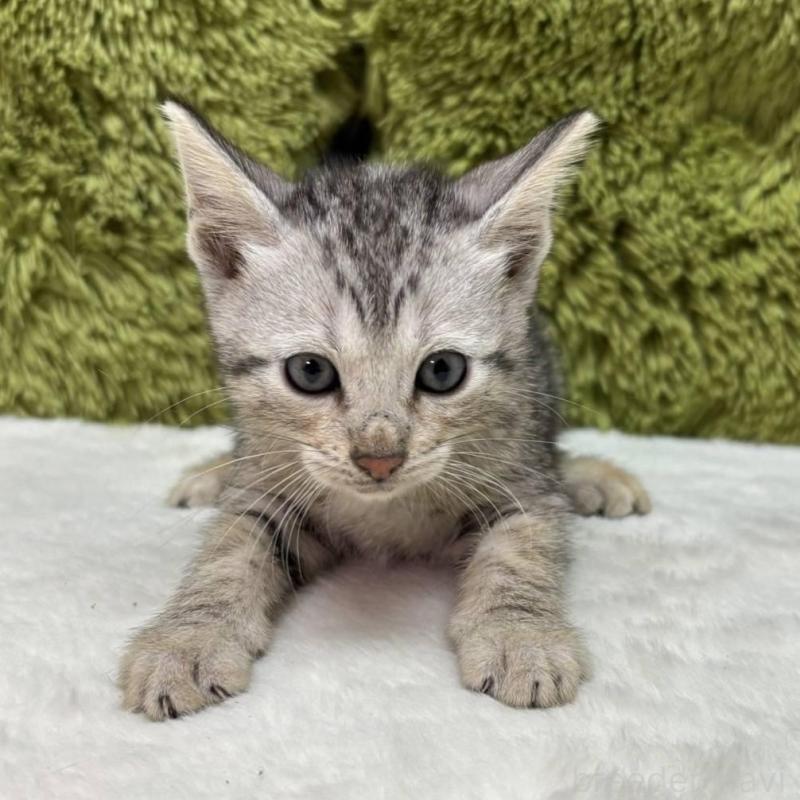 販売中の愛知県のベンガル-135624の1枚目