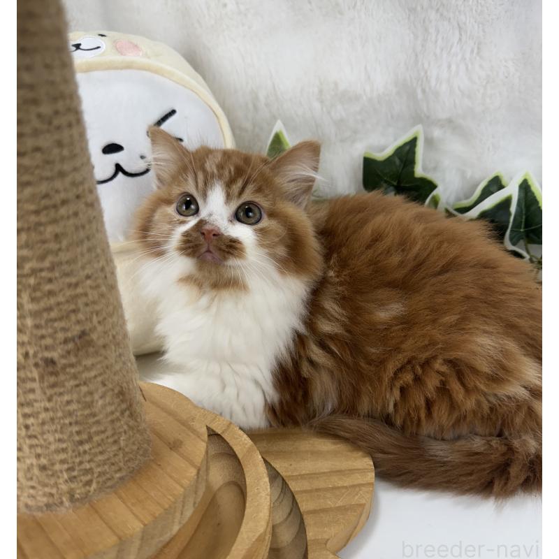 販売中の大阪府のマンチカン-135627の11枚目