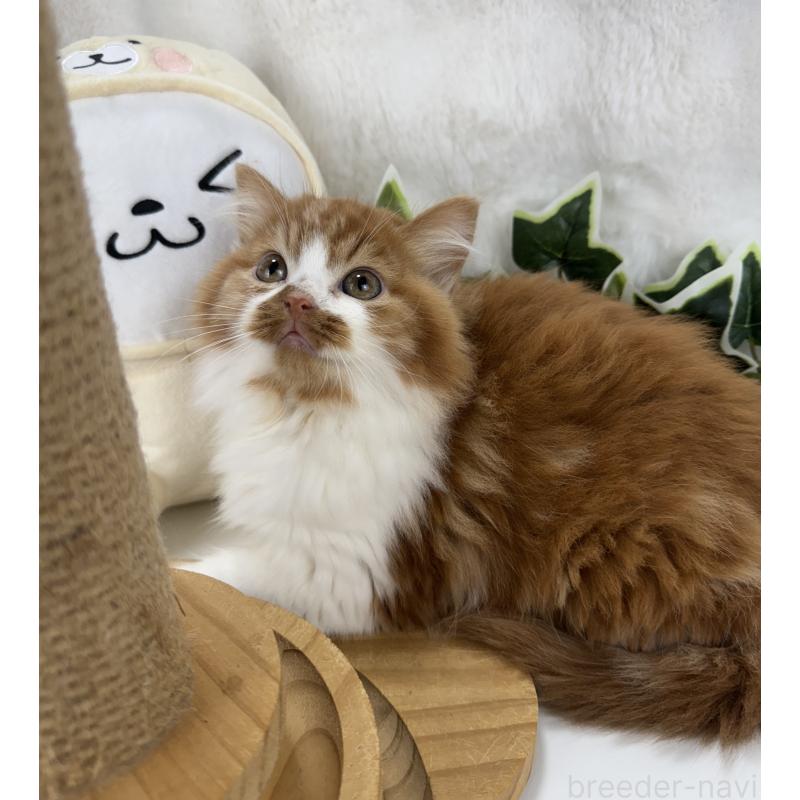 販売中の大阪府のマンチカン-135627の10枚目