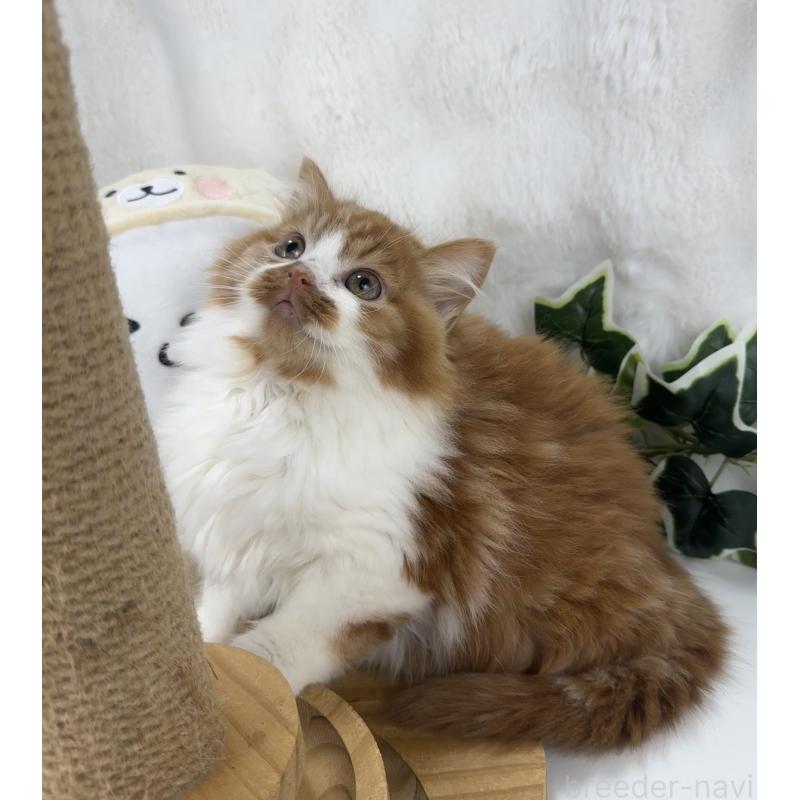 販売中の大阪府のマンチカン-135627の9枚目