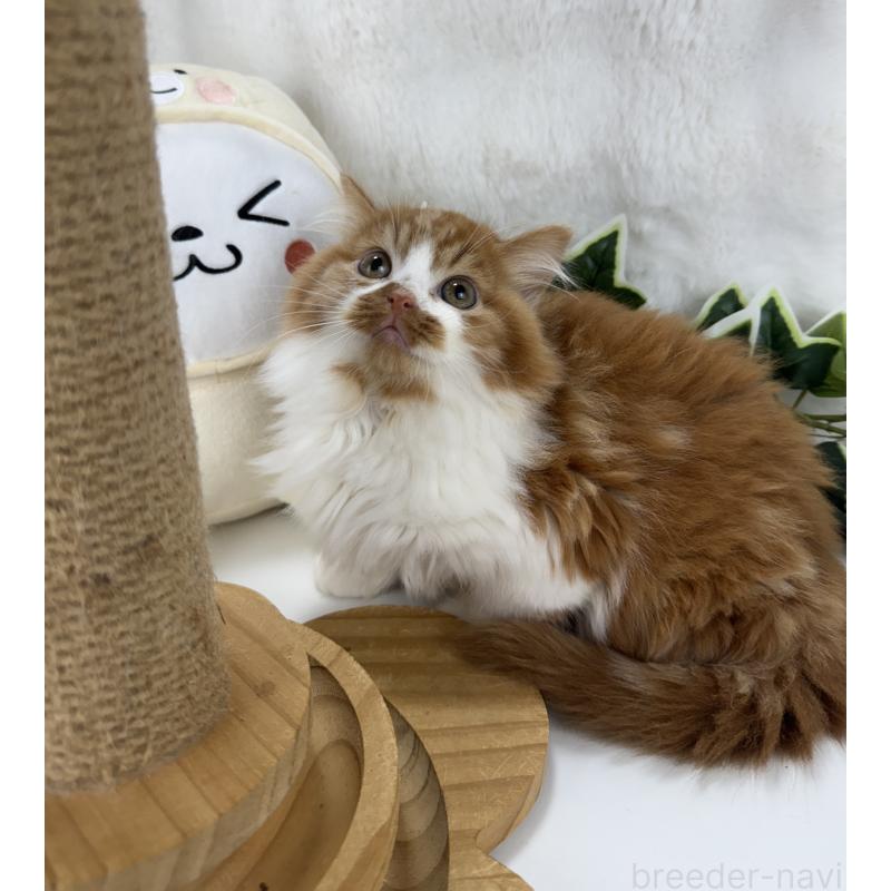 販売中の大阪府のマンチカン-135627の8枚目