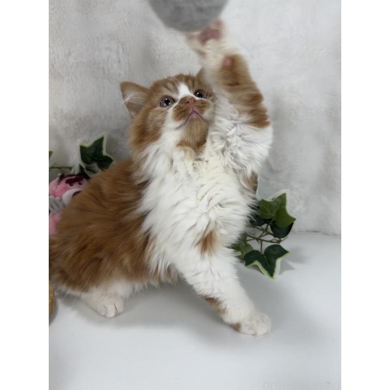 販売中の大阪府のマンチカン-135627の5枚目