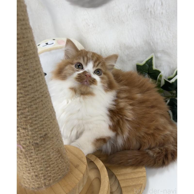 販売中の大阪府のマンチカン-135627の4枚目