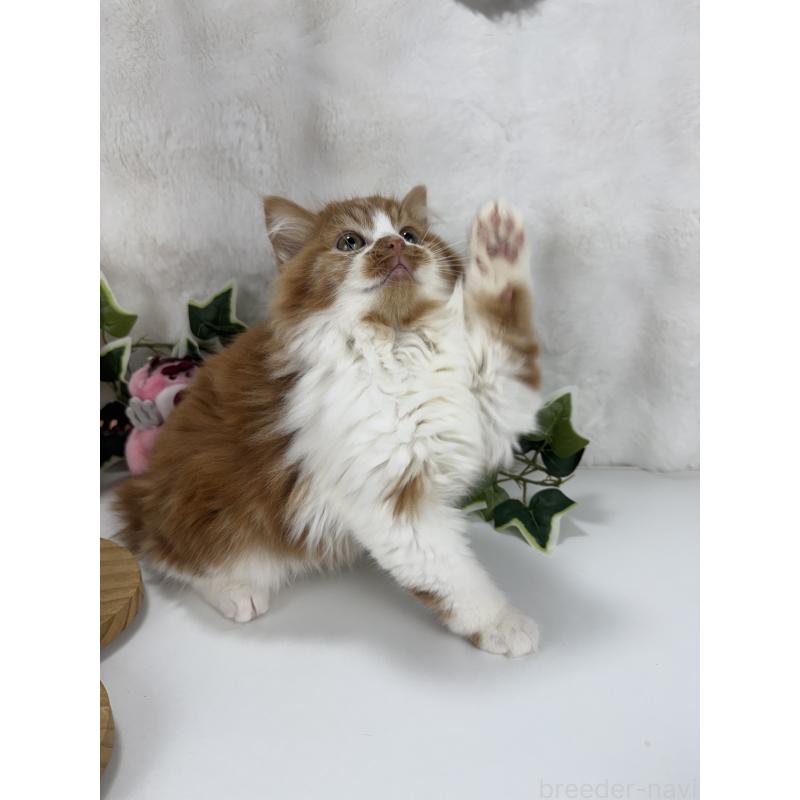 販売中の大阪府のマンチカン-135627の3枚目