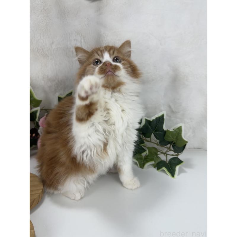 販売中の大阪府のマンチカン-135627の2枚目