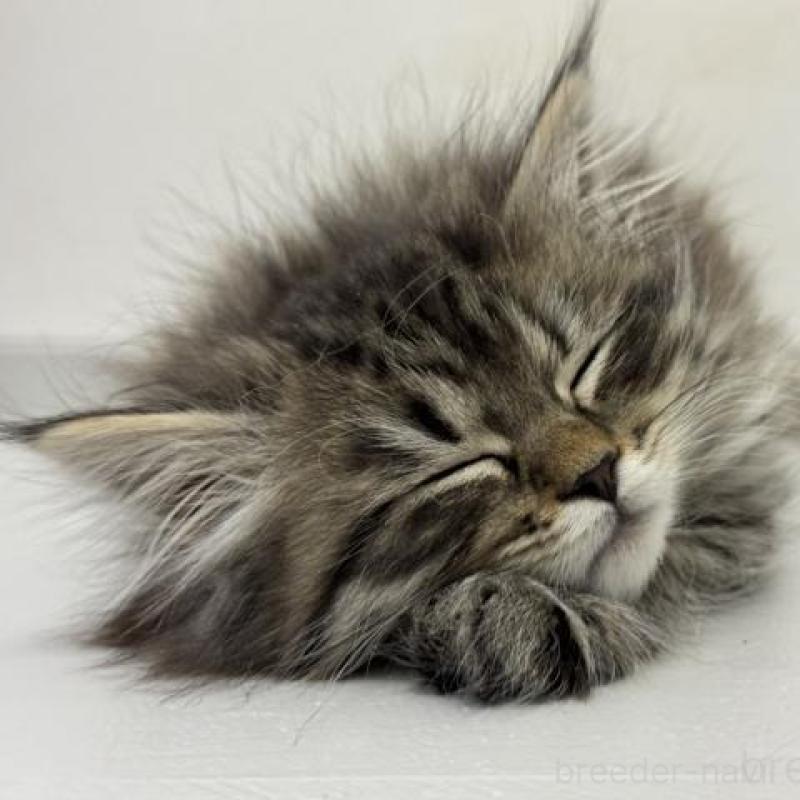 販売中の神奈川県のサイベリアン-135625の6枚目