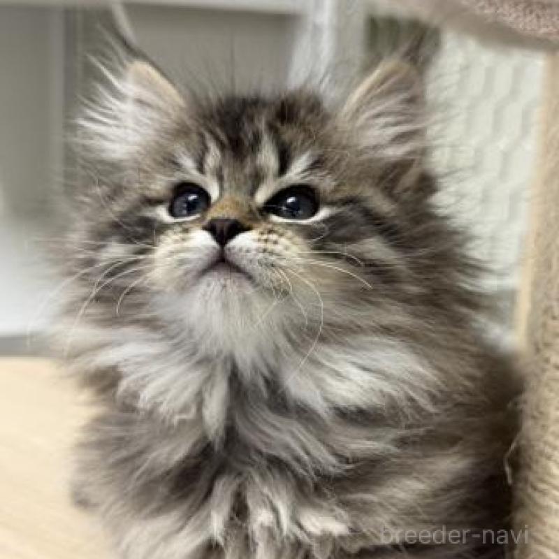 販売中の神奈川県のサイベリアン-135625の5枚目