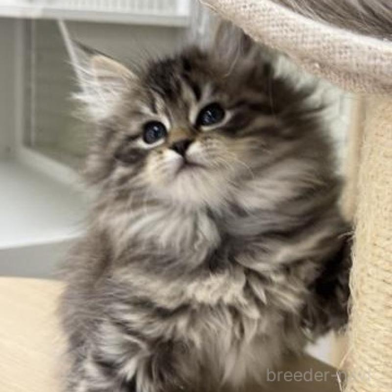 販売中の神奈川県のサイベリアン-135625の4枚目