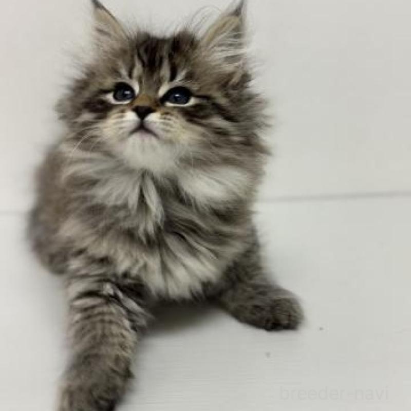 販売中の神奈川県のサイベリアン-135625の3枚目