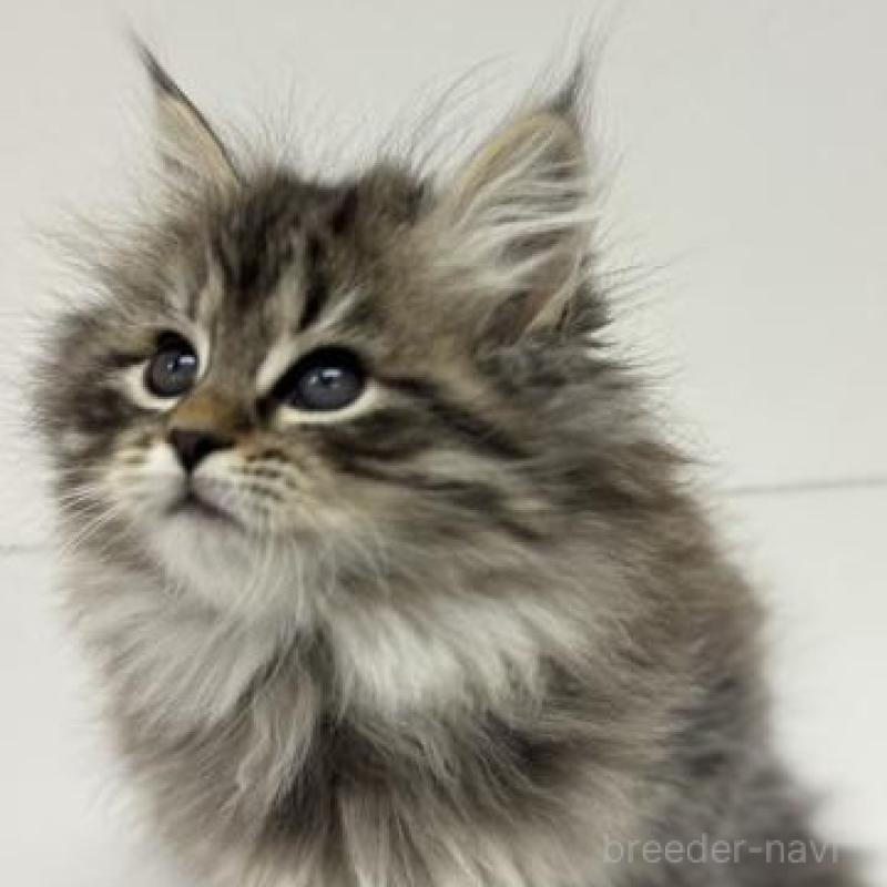 販売中の神奈川県のサイベリアン-135625