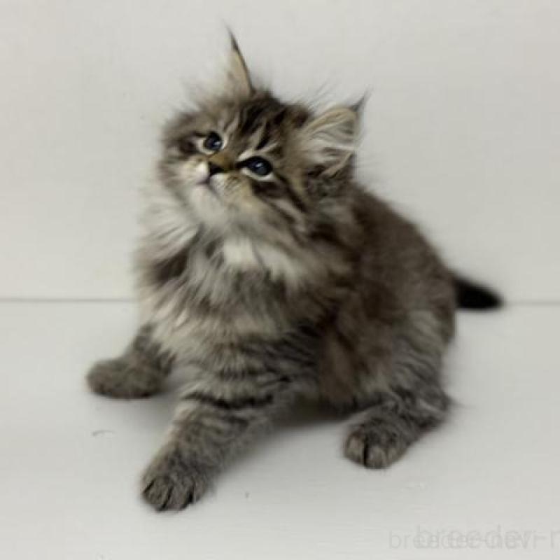 販売中の神奈川県のサイベリアン-135625の2枚目