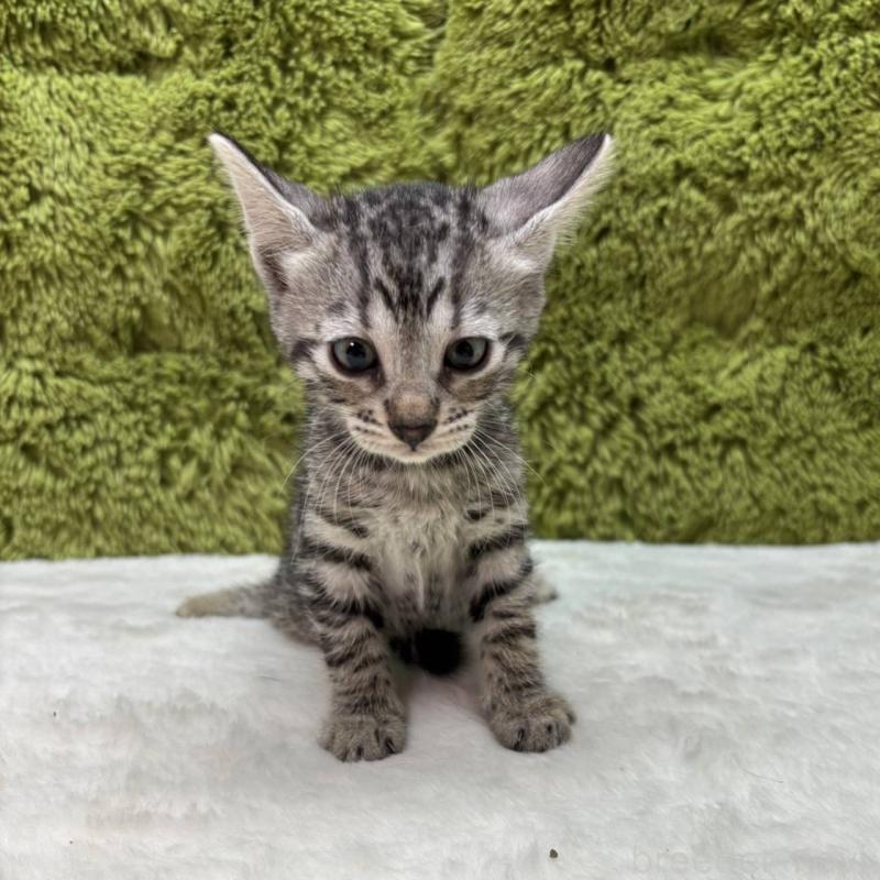 販売中の愛知県のベンガル-135626の2枚目