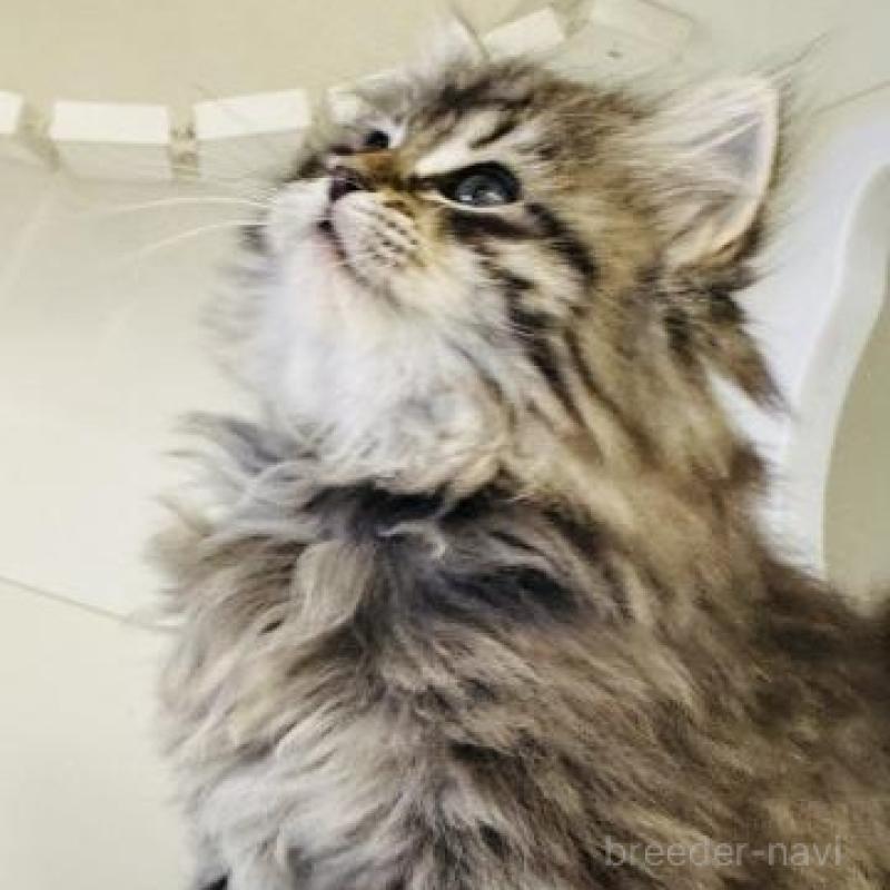 販売中の神奈川県のサイベリアン-135628の5枚目