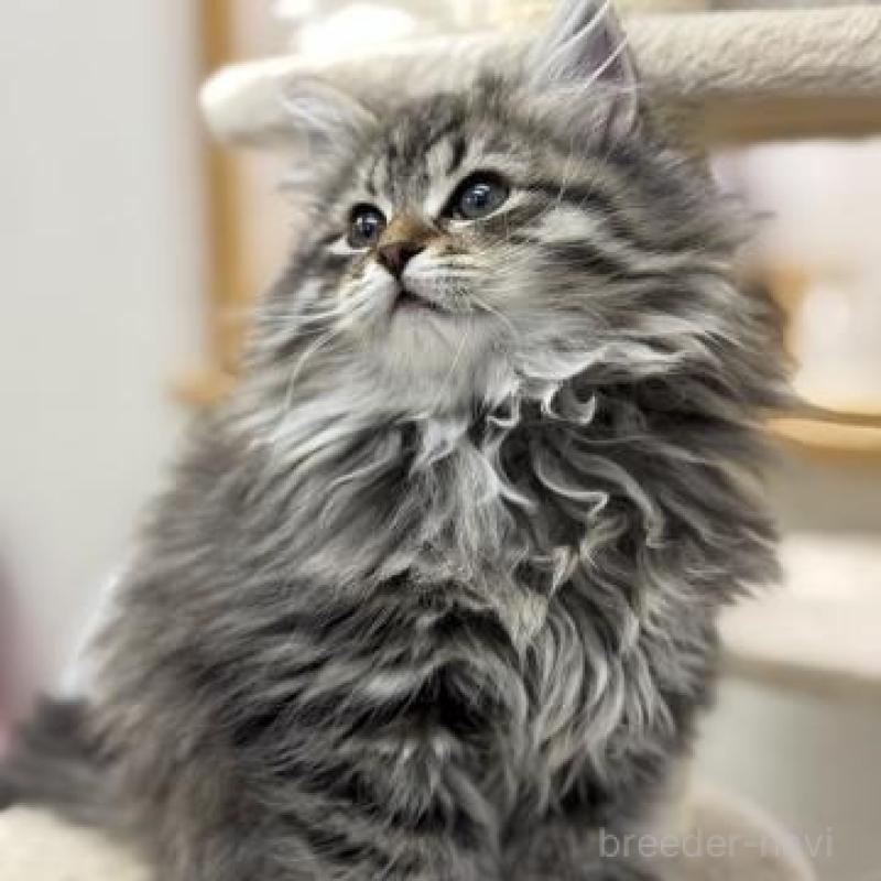 販売中の神奈川県のサイベリアン-135628