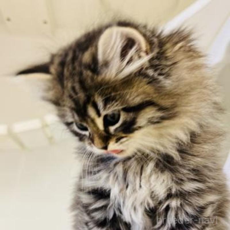 販売中の神奈川県のサイベリアン-135628の4枚目